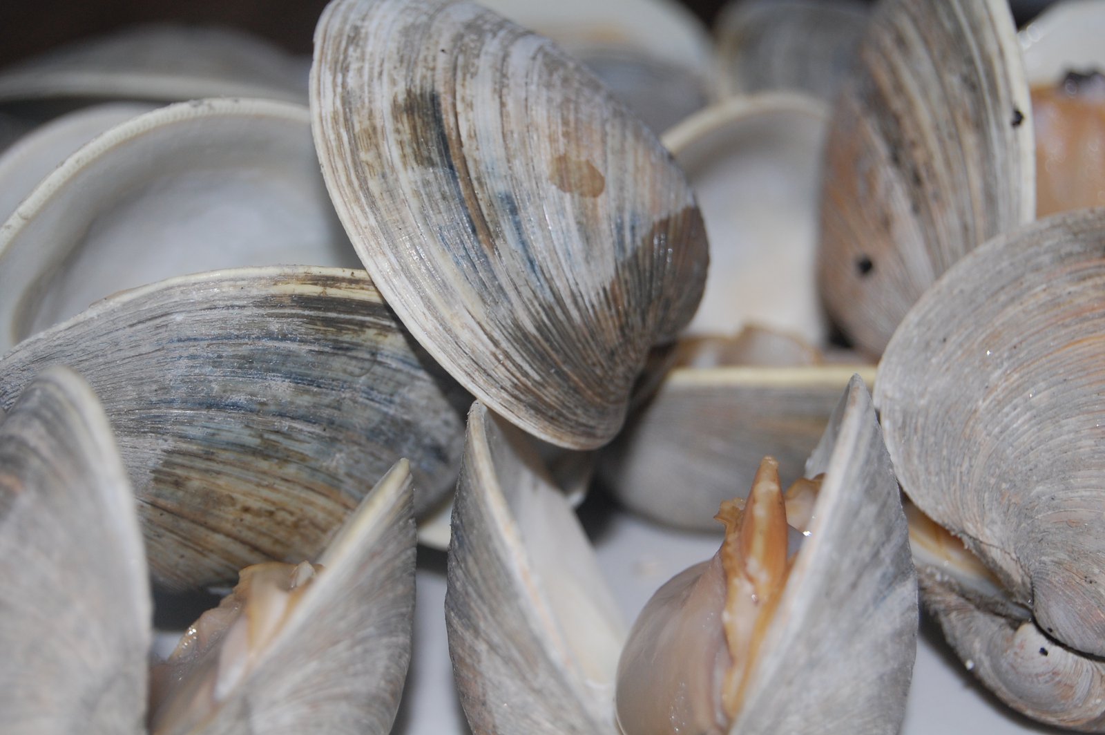 Photo contest week 12 - clams