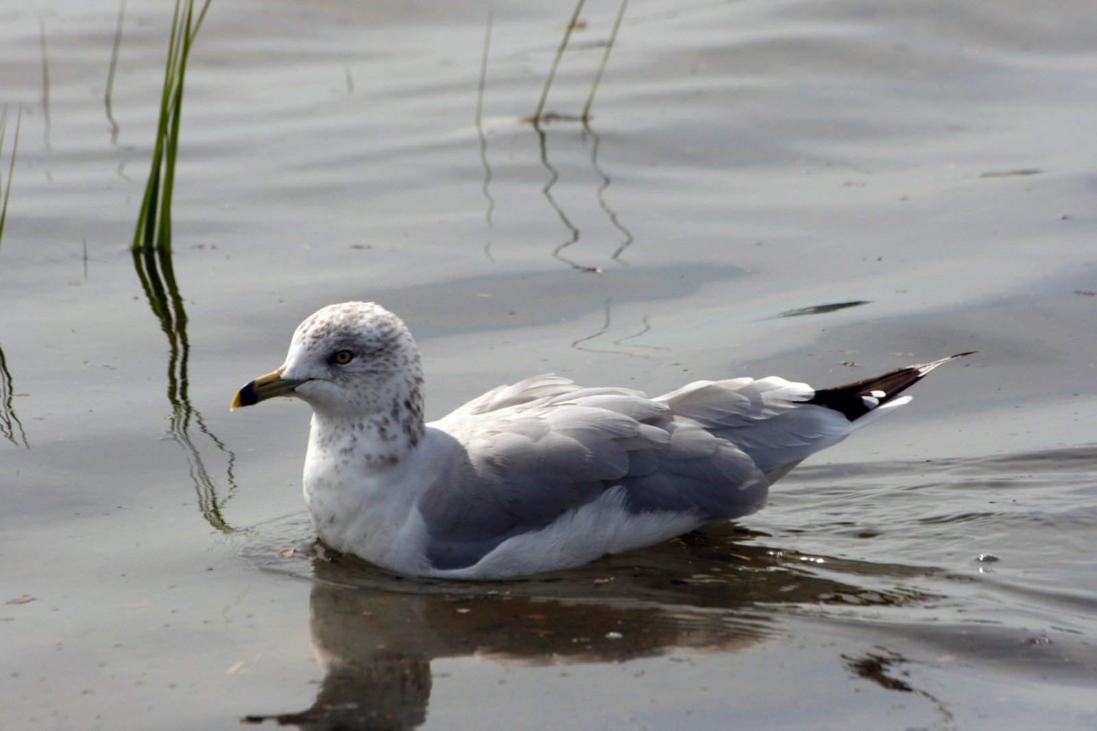 Seagul