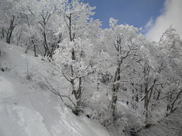 Tree Lines