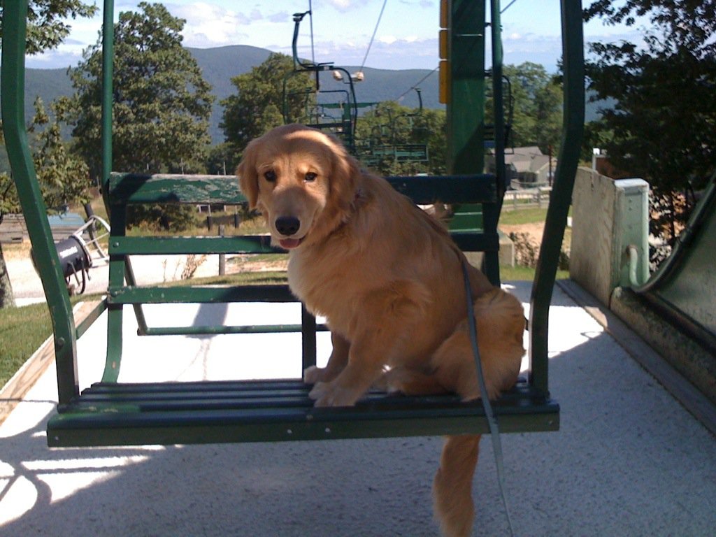 Dog on the chair lift