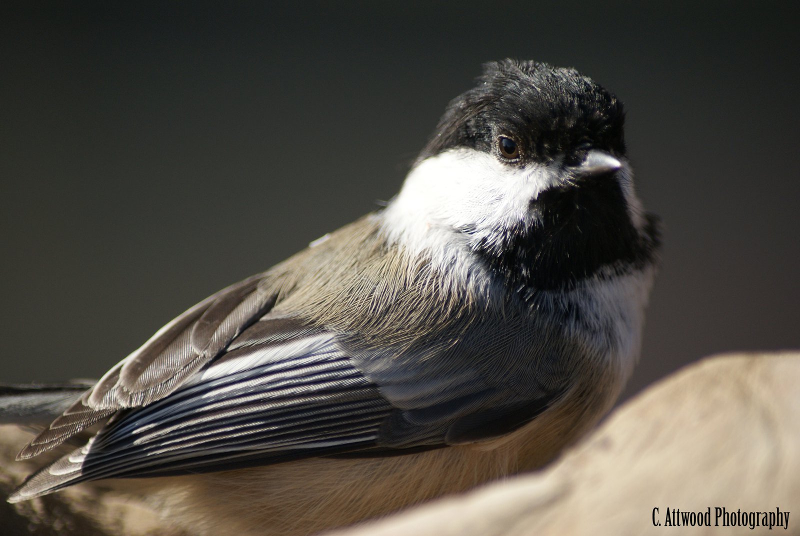 Chickadee