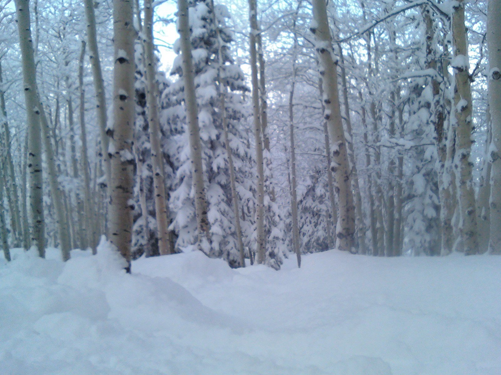 Steamboat Trees