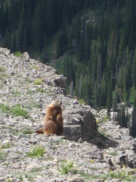 Marmot afterbang