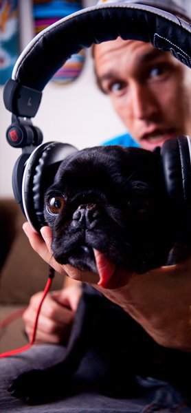 Siege Audio + Pug