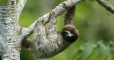 Sloth