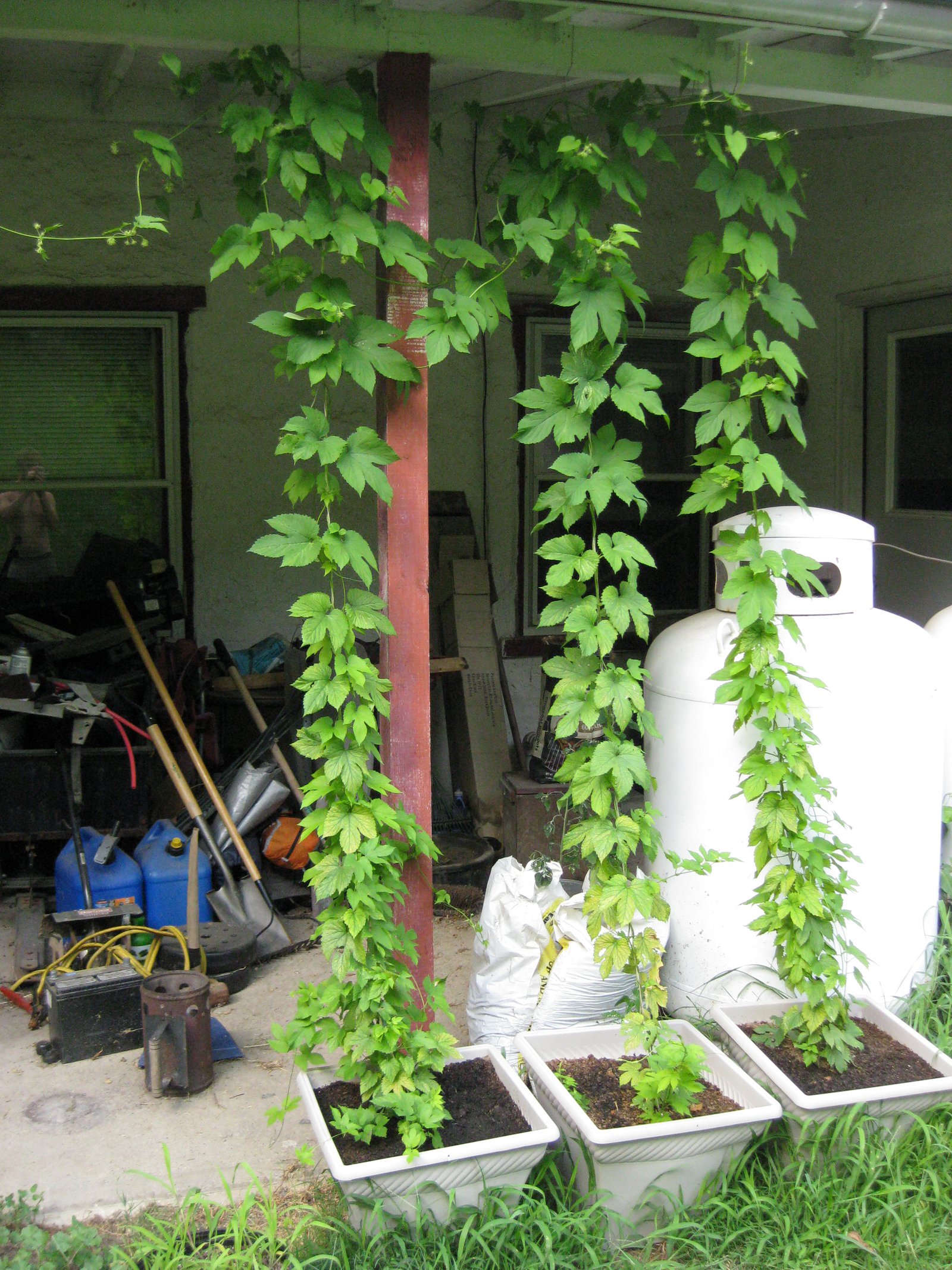 2010 Cascade Hops