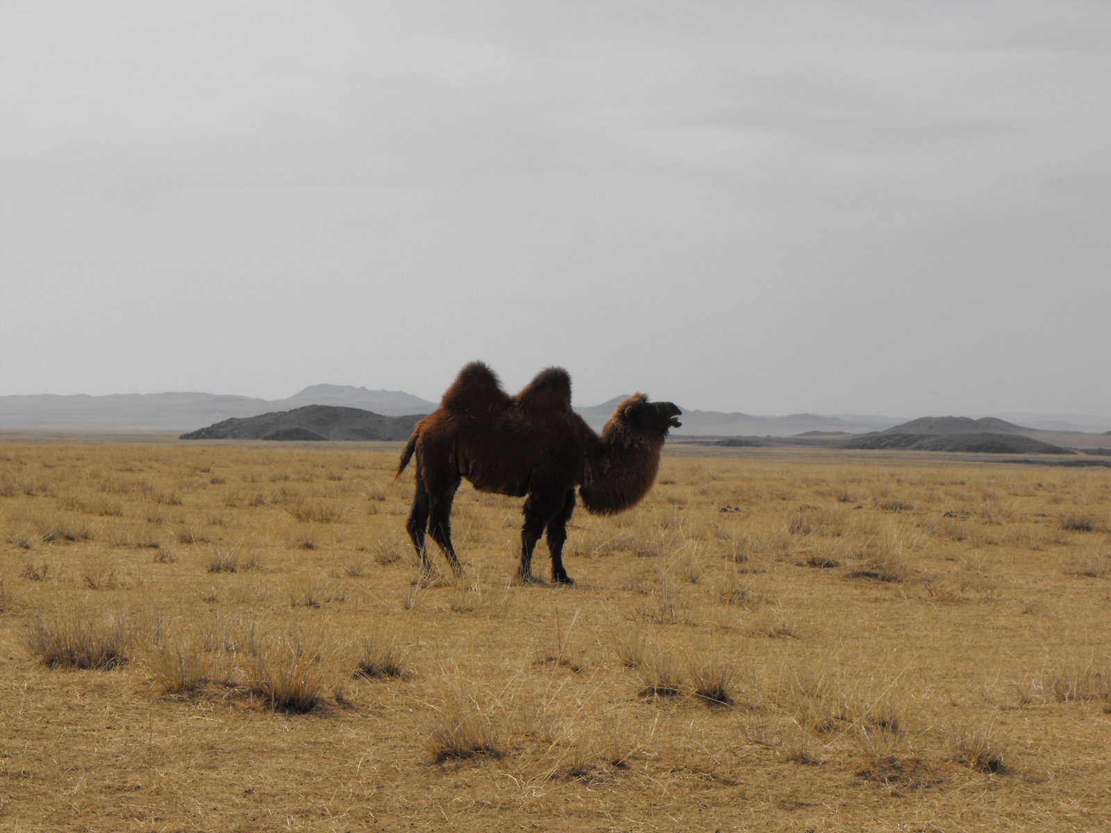 Mongolian Bactrian Camel