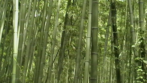 Bamboo Forest