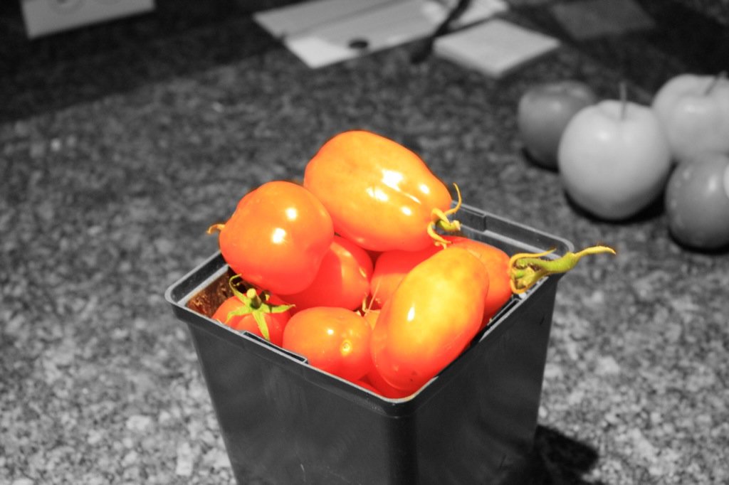 First Tomatoes of the season