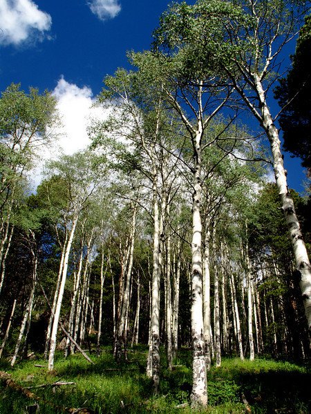 Aspen Trees