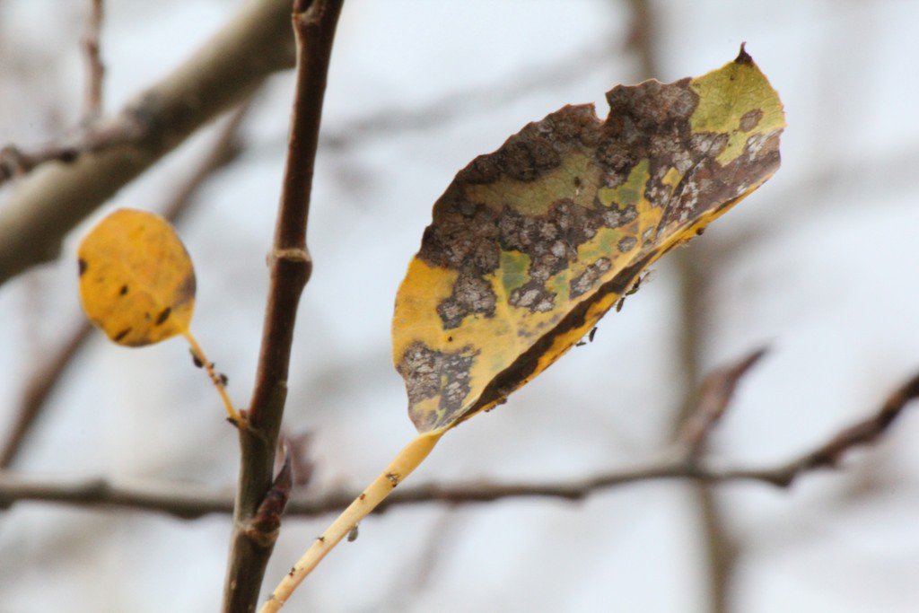 Fall Aspen Leaf