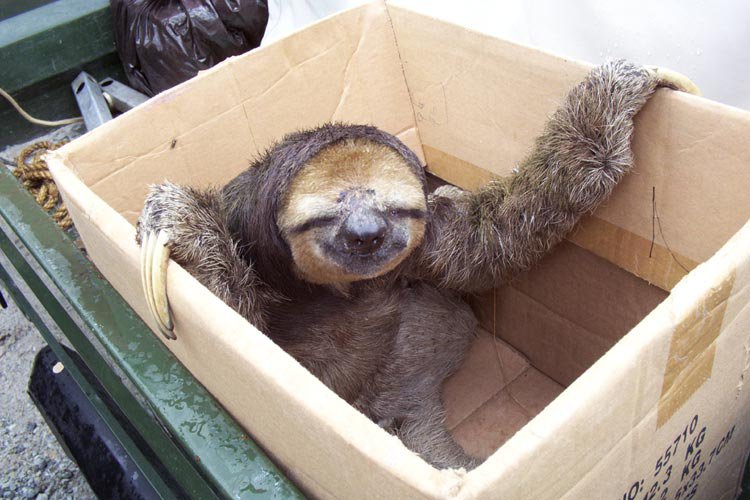 Boxsloth