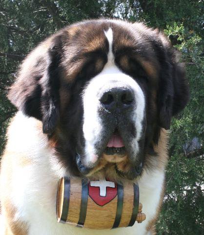 St Bernard