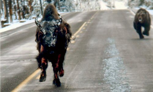 Bear chasing bison