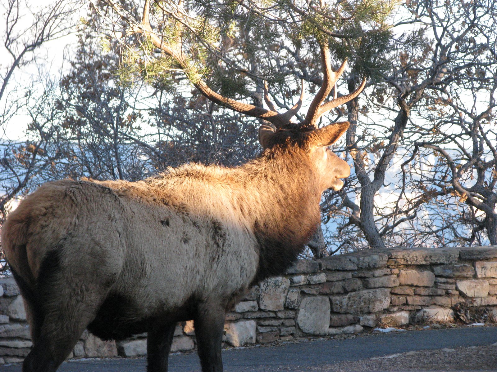 Steve the Elk