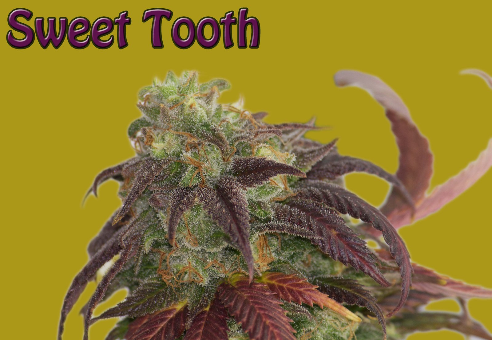 Sweet Tooth Harvest