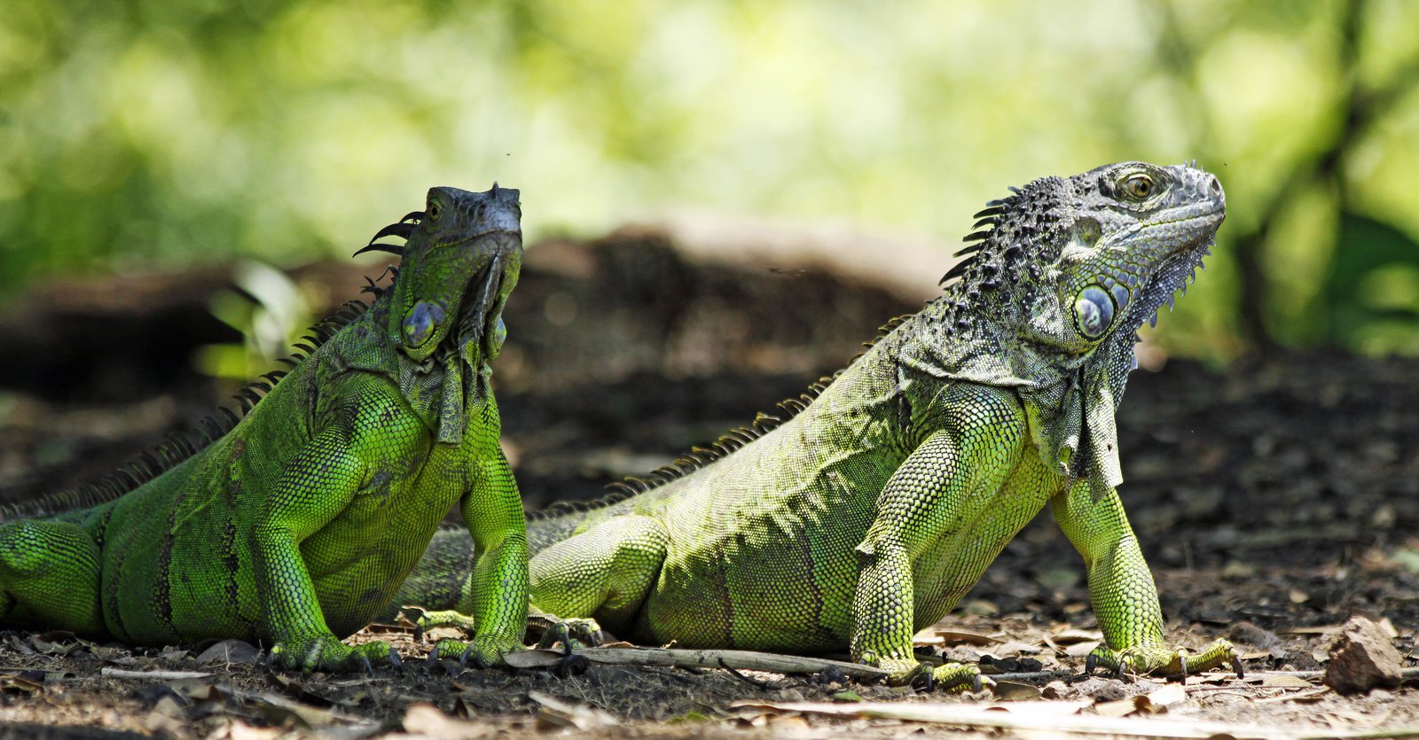 Iguanas