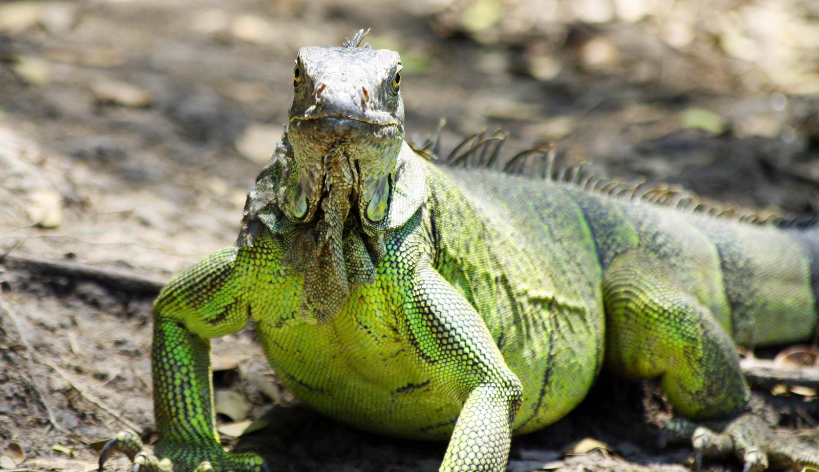 Iguana