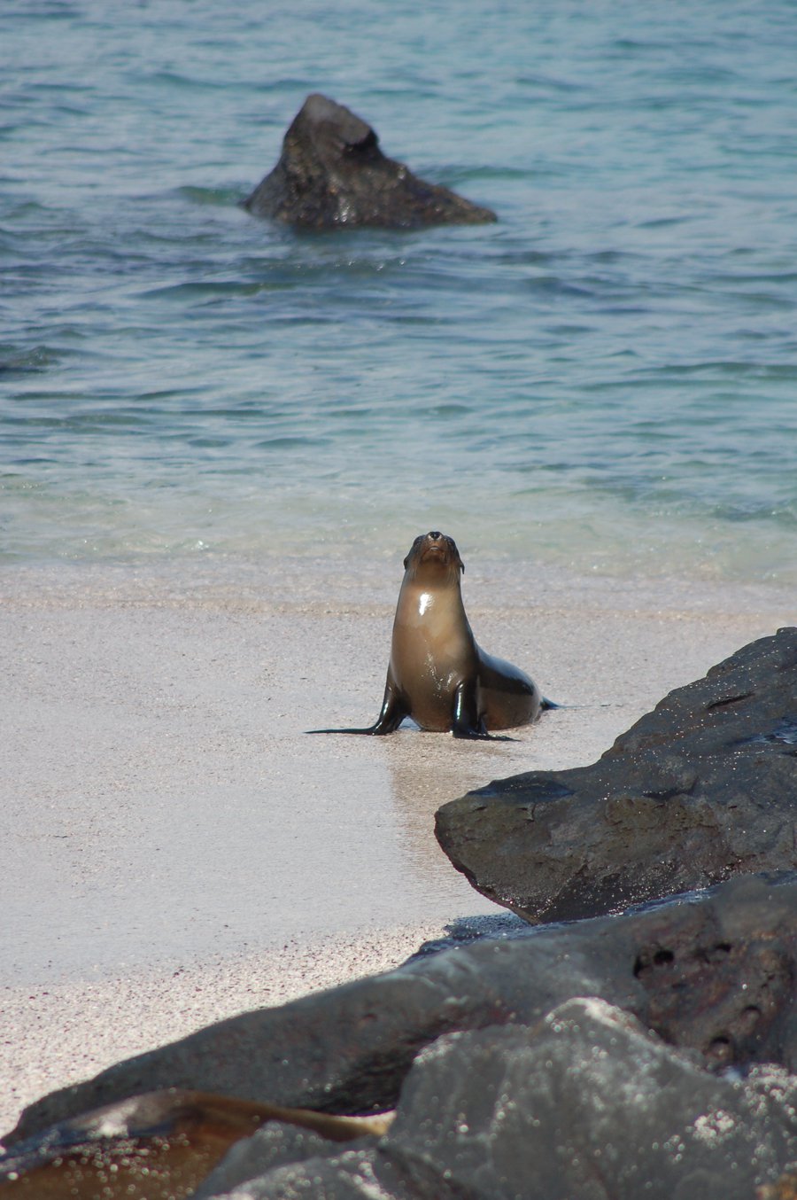 Sea Lion