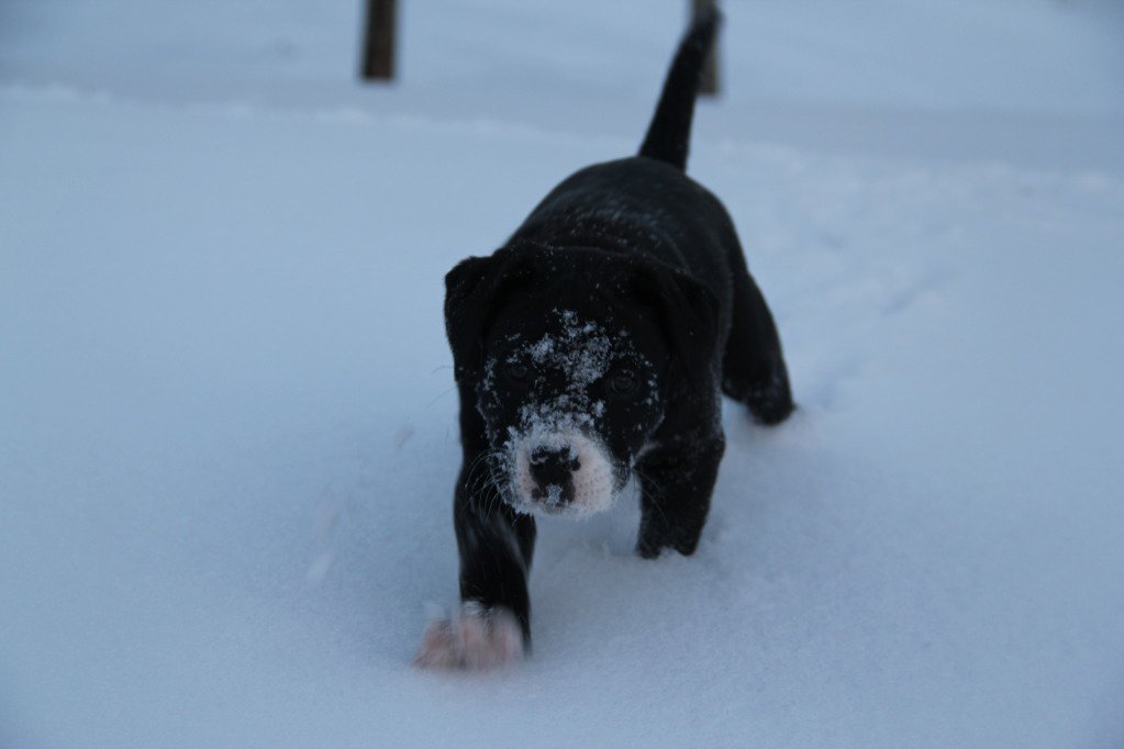 Snowy Puppy