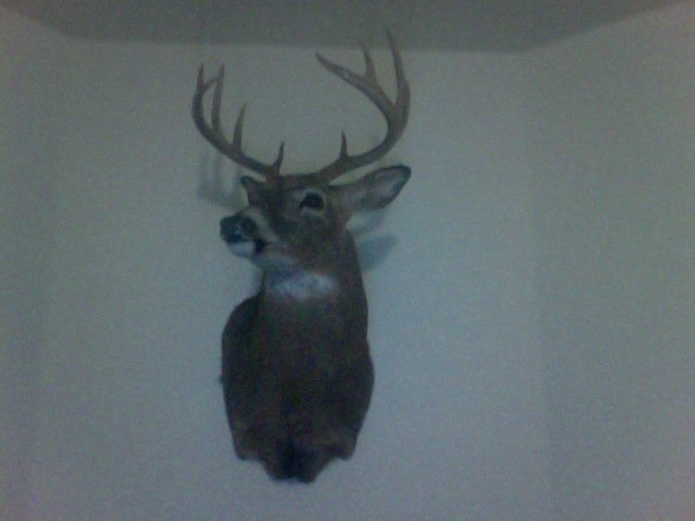 My deer:)