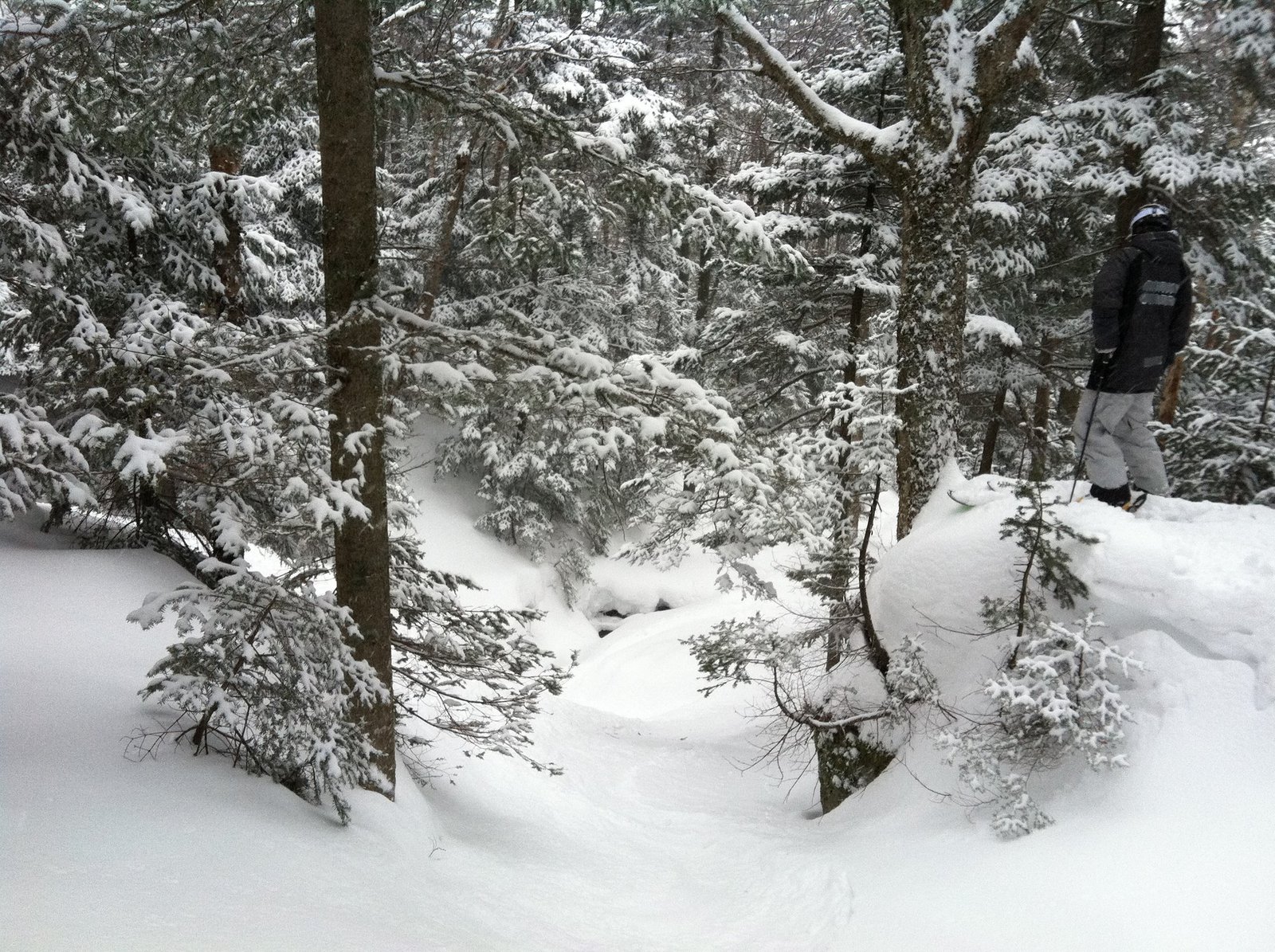 Sugarbush Exterminator Glades