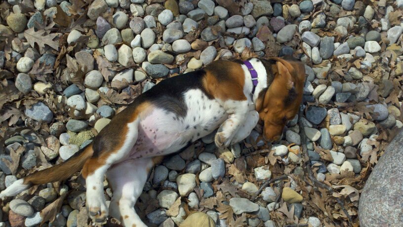 My basset hound puppy trying to get a tan!