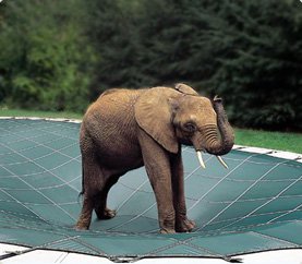 Pool elephant