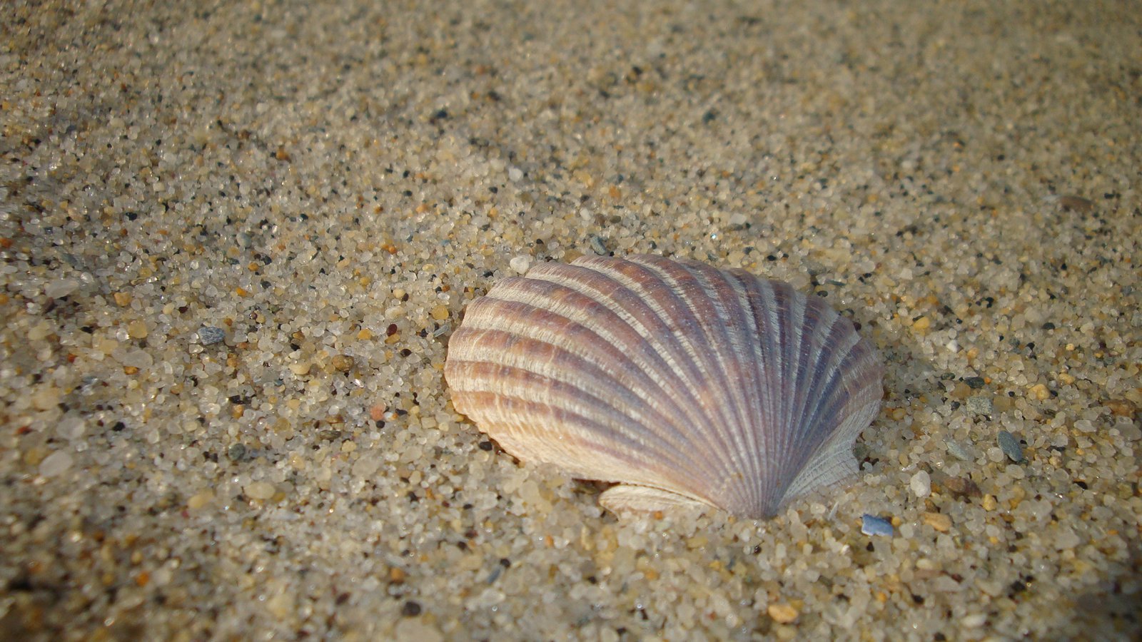 Artistic shot of seashell