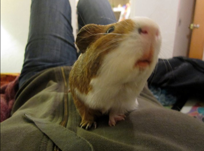 Francis the G-pig.