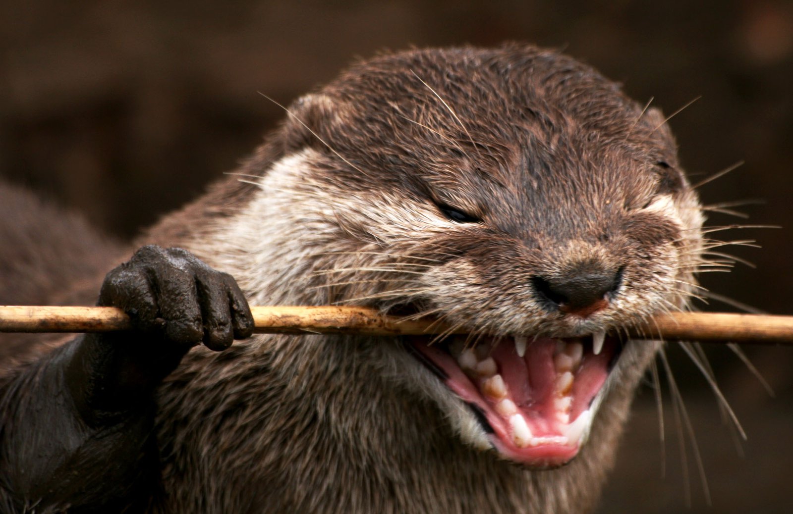 Otter