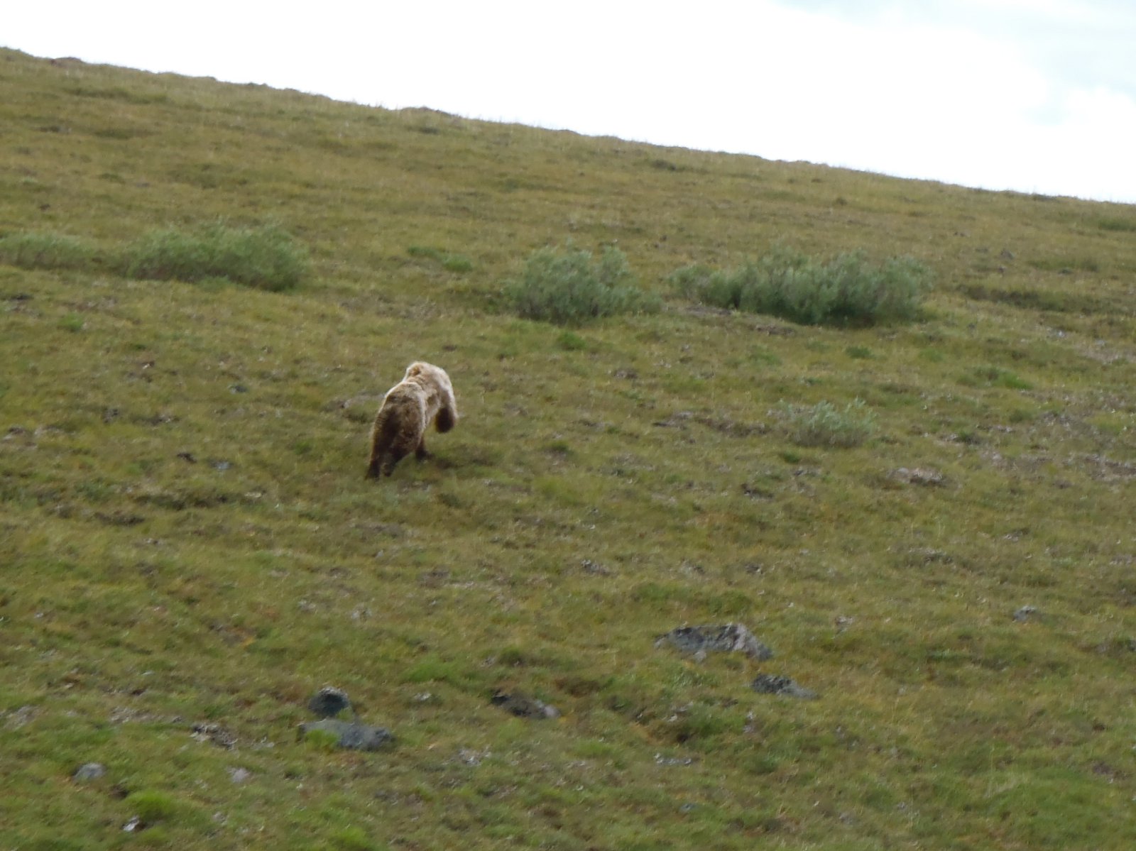 Grizzly Bear From Heli