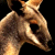 TheWallaby profile picture