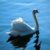 Swan_Solo profile picture