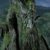 treebeard profile picture