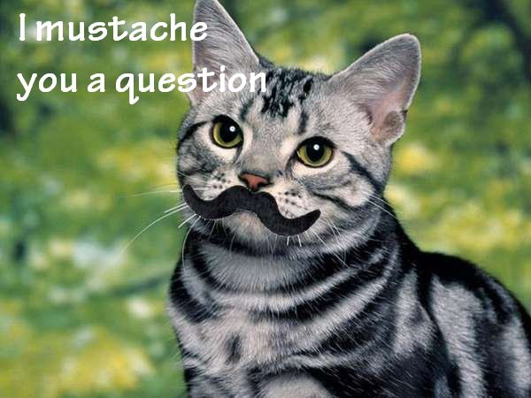 cat with q's