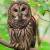 The.Owl. profile picture