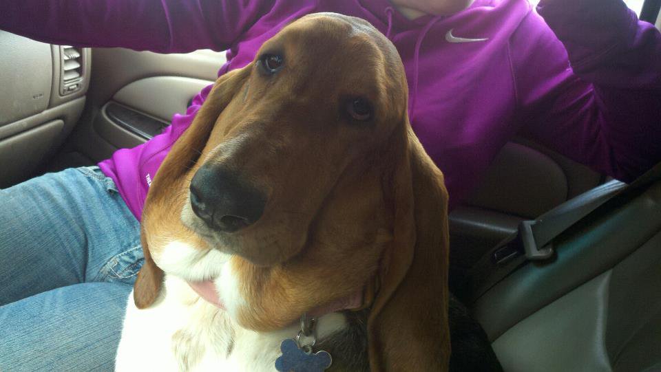 a new picture of my basset hound haha