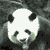 Panda_with_Guns profile picture