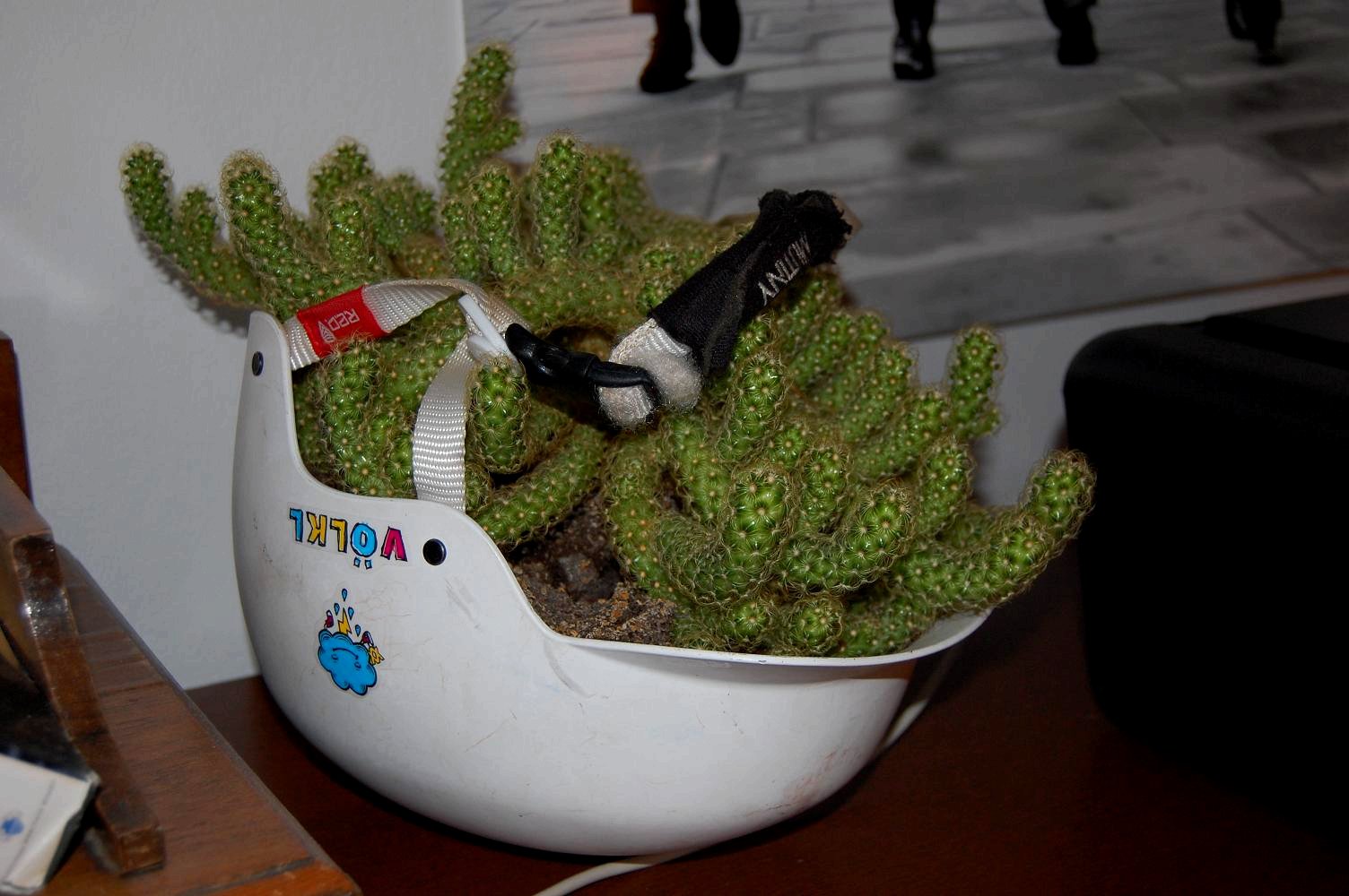 cactus in helmet