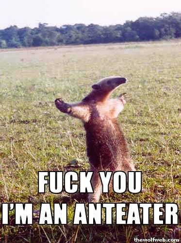 Anteater