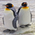 penguin_steez profile picture