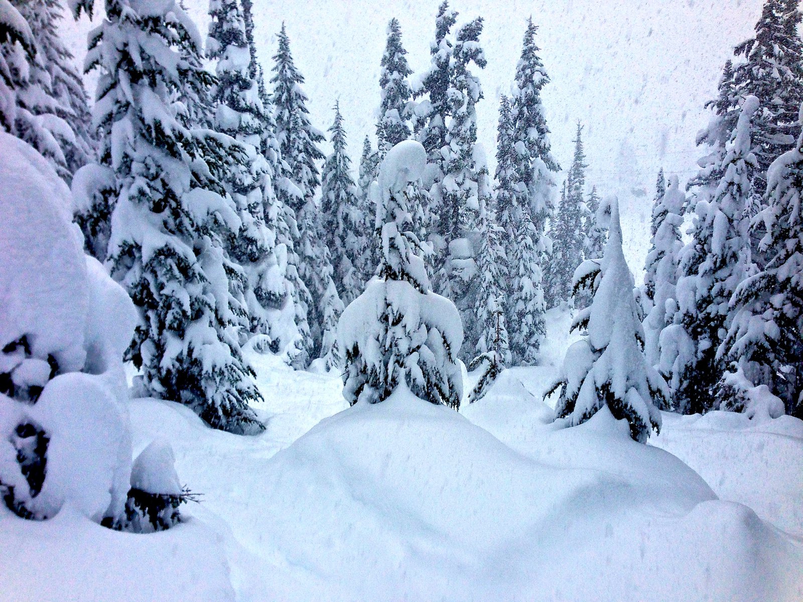 Trees and Powder