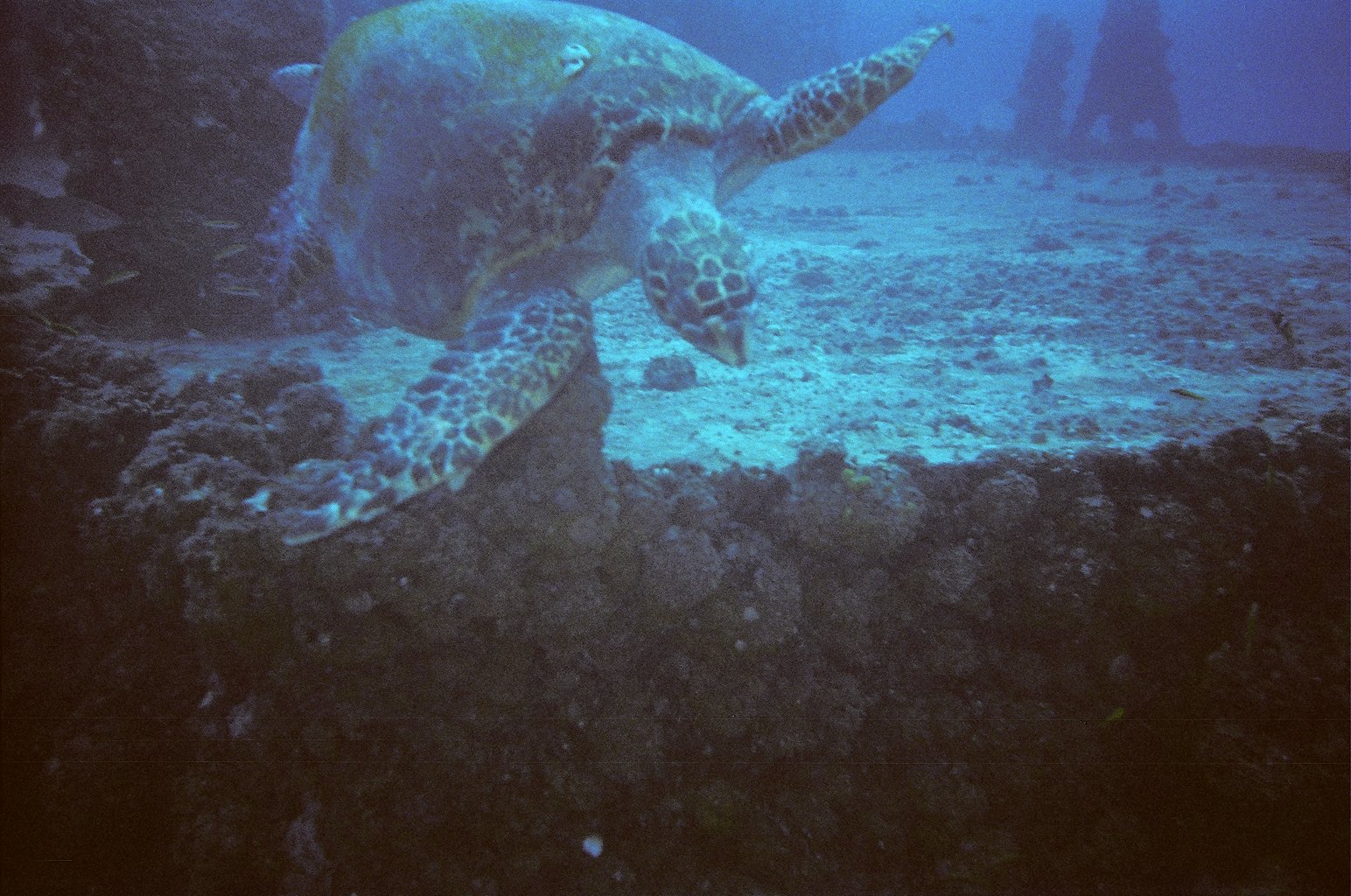 Massive Sea Turtle