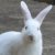 Chron_Rabbit profile picture