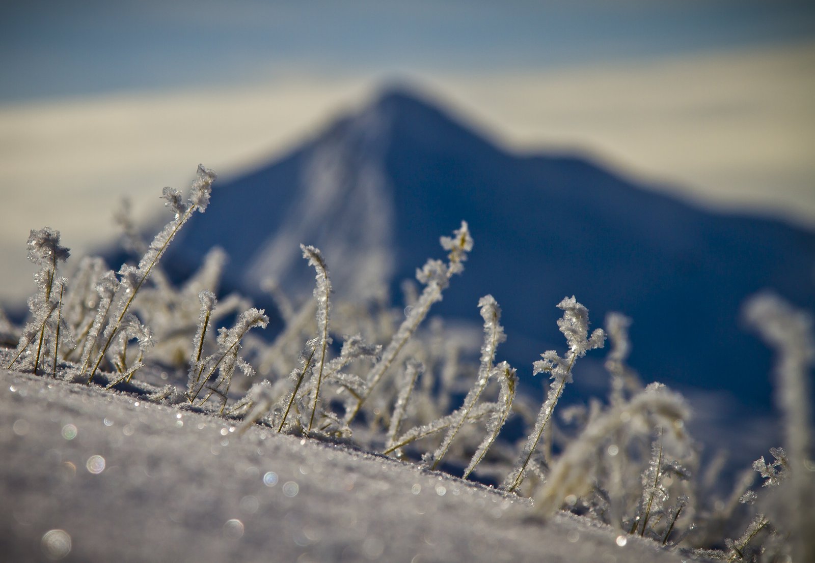 frozen blades