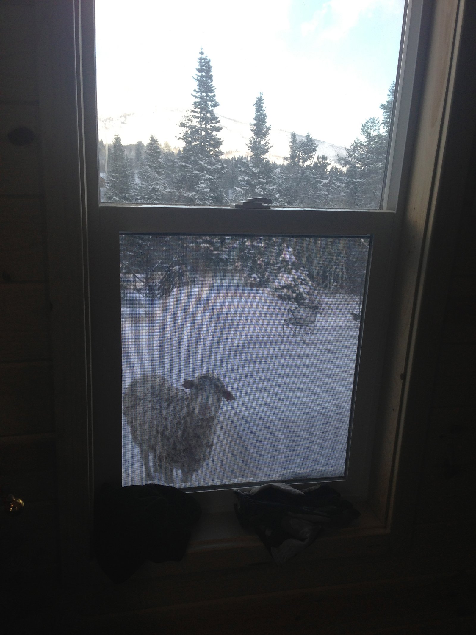 a sheep was looking into my window...