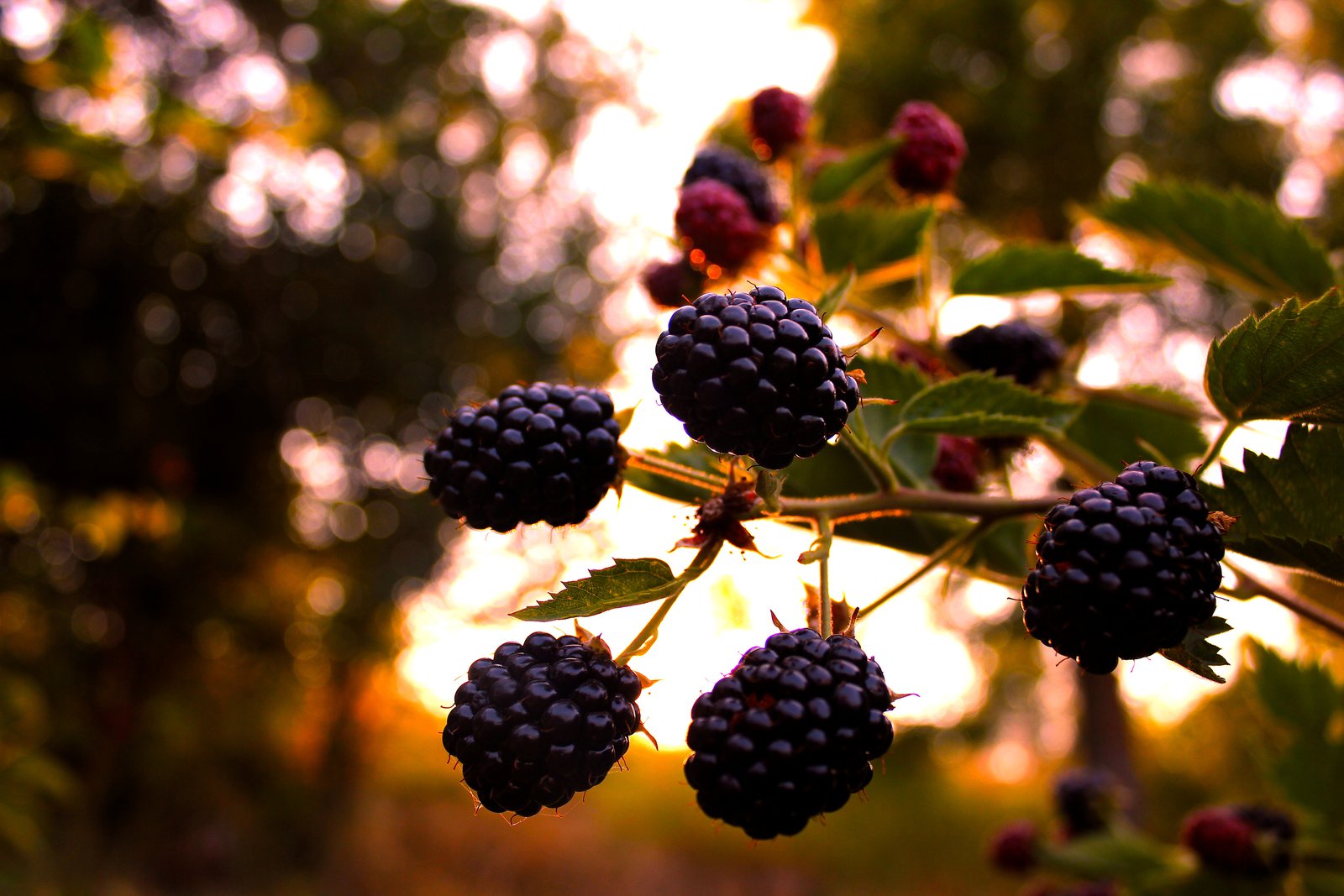 artsy blackberries