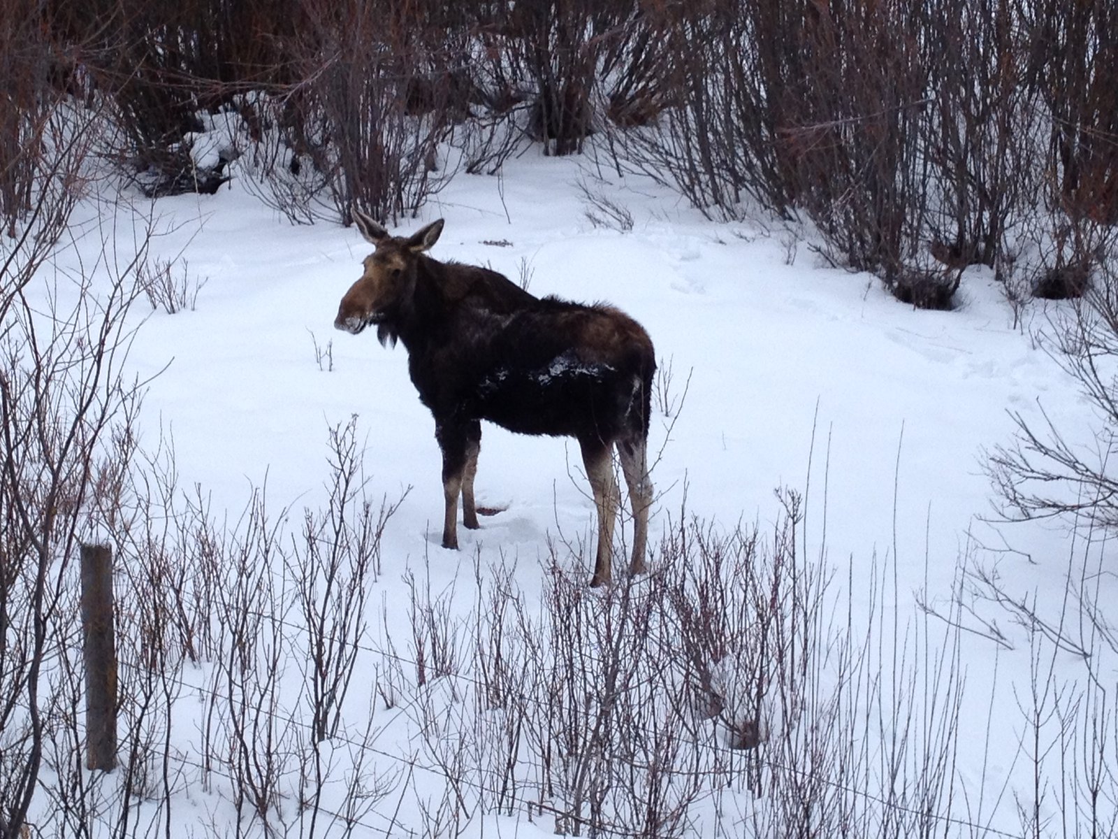 Moose in the backyard