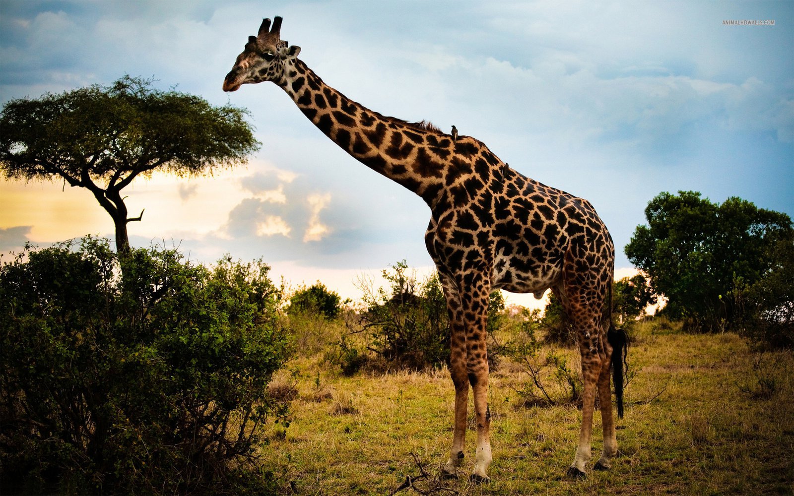 giraffe